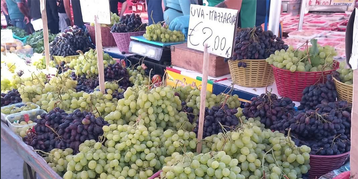 Mazzarrone sotto assedio: bande nei vigneti, l’uva si ruba alla luce del sole